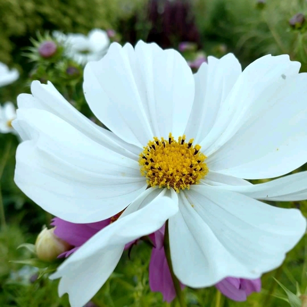 Cosmos Blancos - cosmos blanco.jpeg