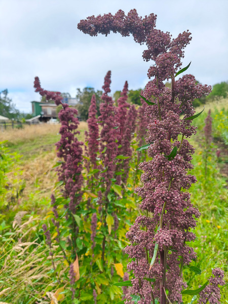 Quinoa Roja Chilota - IMG_20250204_103212.jpg
