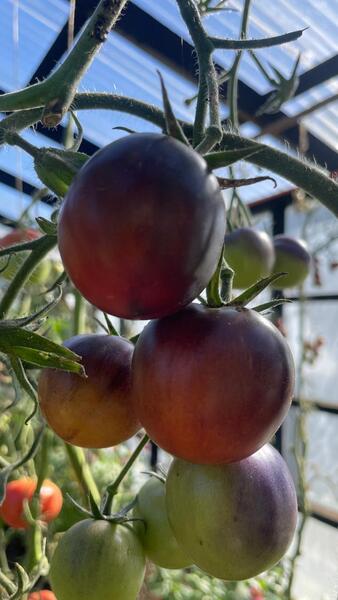 Tomate bosque azul - WhatsApp Image 2025-04-30 at 10.22.05 AM.jpeg