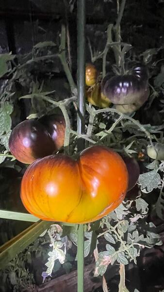 Tomate sart roloise - WhatsApp Image 2025-04-30 at 10.20.44 AM.jpeg