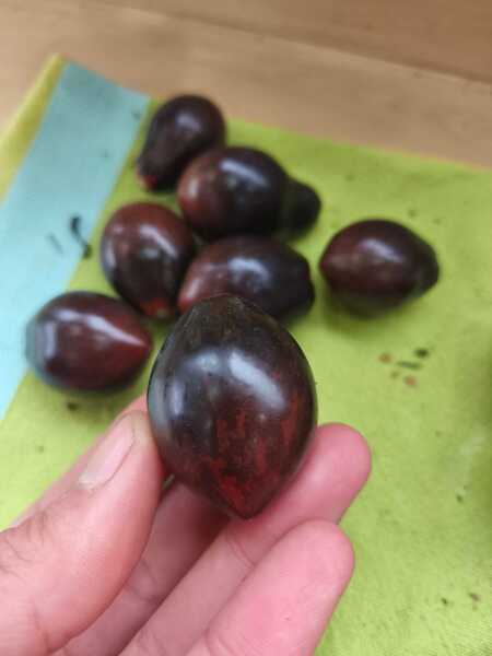 Tomate teclas negras  - WhatsApp Image 2025-04-30 at 10.20.16 AM.jpeg