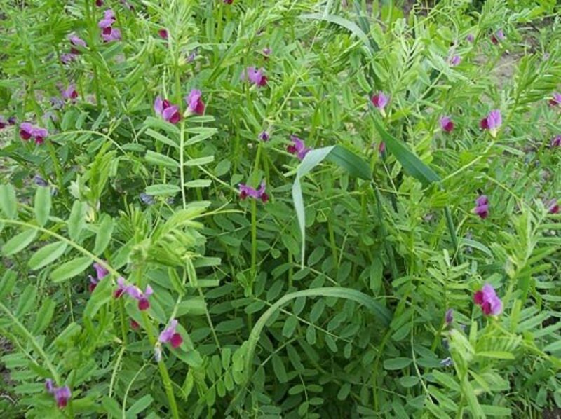 VICIA SATIVA - 70506218_516505542501380_8129942675475398656_n.jpg