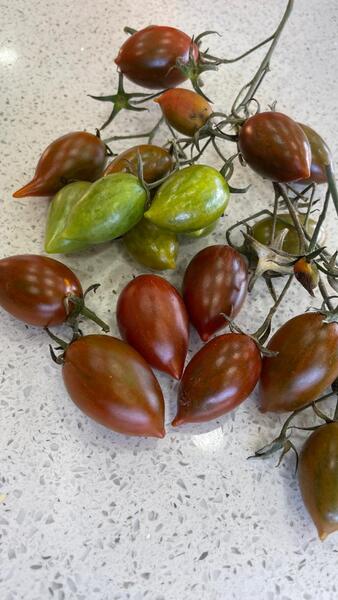 Tomate tamarindo multicolor  - WhatsApp Image 2025-04-30 at 11.04.00 AM.jpeg