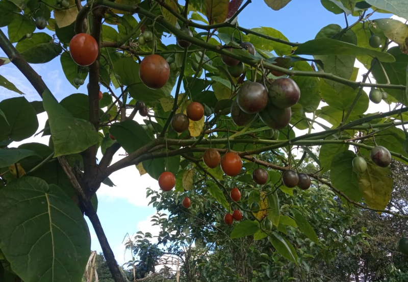 Tomate de Arbol - Tamarillo arbol.png