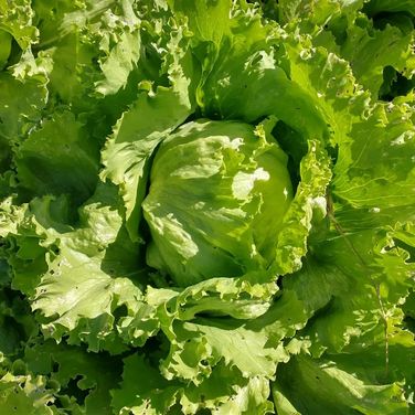 LECHUGA ESCAROLA ANCHA AGROECOLOGICA x 2 plantas