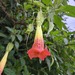 Floripondio - IMG_20250511_171853-min.jpg