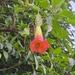 Floripondio - IMG_20250511_171840-min.jpg