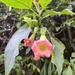 Floripondio - IMG_20250511_171753-min.jpg