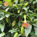 Floripondio - IMG_20250511_171734-min.jpg
