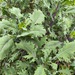 Kale Ruso Rojo - IMG_20250204_105327-min.jpg