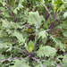 Kale Ruso Rojo - IMG_20250204_105344-min.jpg