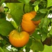 Tomate Naranja - IMG_20250318_120806-min.jpg