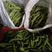 Habas Verdes - WhatsApp Image 2025-07-26 at 10.16.54 AM.jpeg