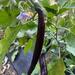 Berenjena Larga Negra - WhatsApp Image 2025-07-14 at 7.29.47 AM.jpeg