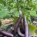 Berenjena Larga Negra - WhatsApp Image 2025-07-14 at 7.29.47 AM (1).jpeg