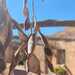 Flor de la Pluma - WhatsApp Image 2025-07-28 at 4.40.04 PM.jpeg