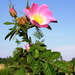 Rosa Mosqueta - Rosa Mosqueta.jpg