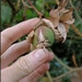 Algodón Café - algodon fruto.jpg