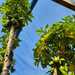 Papaya  - WhatsApp Image 2025-04-29 at 1.22.20 PM.jpeg