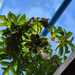 Papaya  - WhatsApp Image 2025-04-29 at 1.21.53 PM (1).jpeg