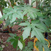 Papaya  - IMG_20250409_150035.jpg.jpg
