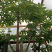 Papaya  - WhatsApp Image 2025-07-30 at 11.46.10 AM.jpeg.jpg