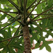 Papaya  - WhatsApp Image 2025-07-30 at 11.46.17 AM.jpeg