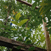 Papaya  - WhatsApp Image 2025-07-30 at 11.46.42 AM.jpeg