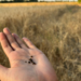 Avena Vicia - imagen(2).png