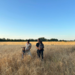 Avena Vicia - imagen(3).png