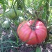Tomate Rosado - Copia de rosado lb.jpg
