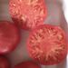 Tomate Rosado - Copia de partido lb.jpg