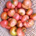 Tomate Rosado - Copia de rosado2.jpg