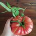 Tomate Rosado - Copia de rosao.jpg