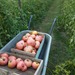 Tomate Rosado - Copia de rosao carretilla.jpg