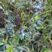 Pasiflora Nativa - WhatsApp Image 2025-10-02 at 5.15.40 PM.jpeg