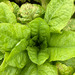 Lechuga Celtuce - IMG_0126.jpg.jpg