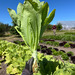 Lechuga Celtuce - IMG_5575.jpg.jpg
