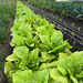 Lechuga Celtuce - WhatsApp Image 2025-12-10 at 10.47.33 AM.jpeg.jpg