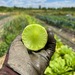 Lechuga Celtuce - A93A55FB-F606-4A71-9D0E-CC3C592FF778.JPG