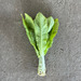 Lechuga Celtuce - WhatsApp Image 2025-12-10 at 10.52.14 AM.jpeg.jpg