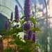 Menta Koreana - WhatsApp Image 2025-12-26 at 7.51.45 AM(3).jpeg