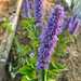 Menta Koreana - WhatsApp Image 2025-12-26 at 7.51.45 AM(2).jpeg