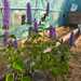 Menta Koreana - WhatsApp Image 2025-12-26 at 7.51.45 AM(1).jpeg