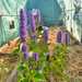 Menta Koreana - WhatsApp Image 2025-12-26 at 7.51.45 AM.jpeg