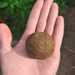 Bombita de Semillas (Nendo dango) - WhatsApp Image 2026-01-29 at 2.00.55 PM.jpeg