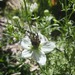 Nigella Blanca - WhatsApp Image 2026-02-19 at 4.07.19 PM.jpeg