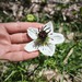 Nigella Blanca - WhatsApp Image 2026-02-19 at 4.07.18 PM(2).jpeg