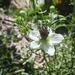 Nigella Blanca - WhatsApp Image 2026-02-19 at 4.07.18 PM(3).jpeg