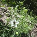 Nigella Blanca - WhatsApp Image 2026-02-19 at 4.07.19 PM(2).jpeg